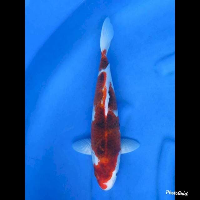 36cm , Ai Goromo Calon Jumbo