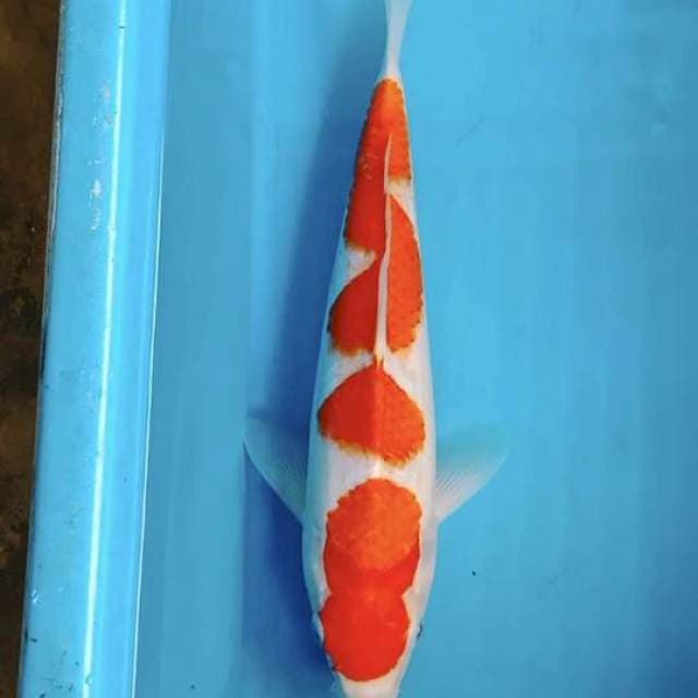 Kohaku HQ 31cm