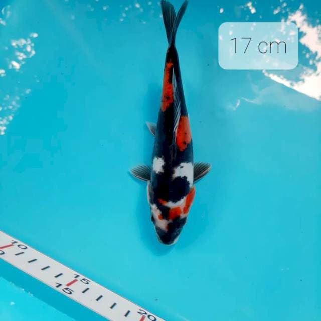 ( pumada ) doitsu 17 cm
