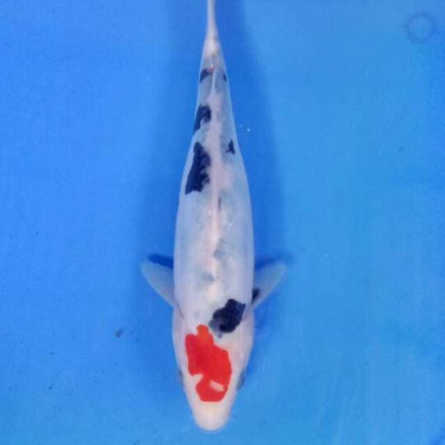 Sanke 25 cm