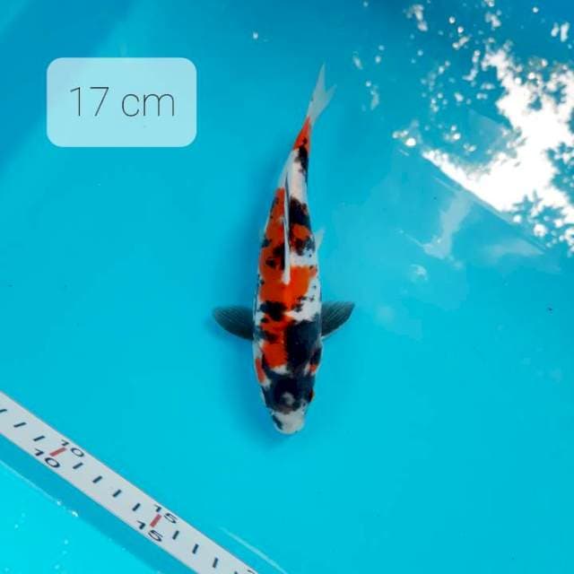 ( Pumada ) Doitsu 17 cm