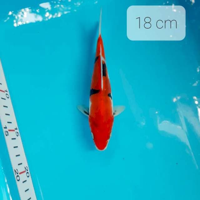( Pumada ) Doitsu 18 cm