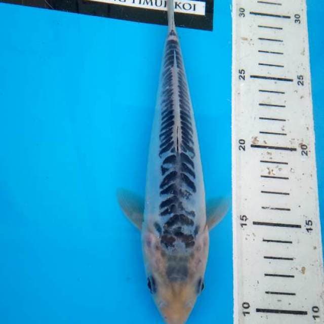 Shusui F1 Prima Koi