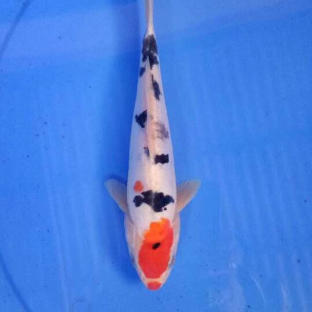 Sanke ori 23 cm