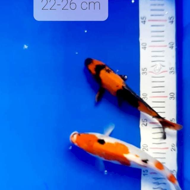 2 sejoli 22-26 cm