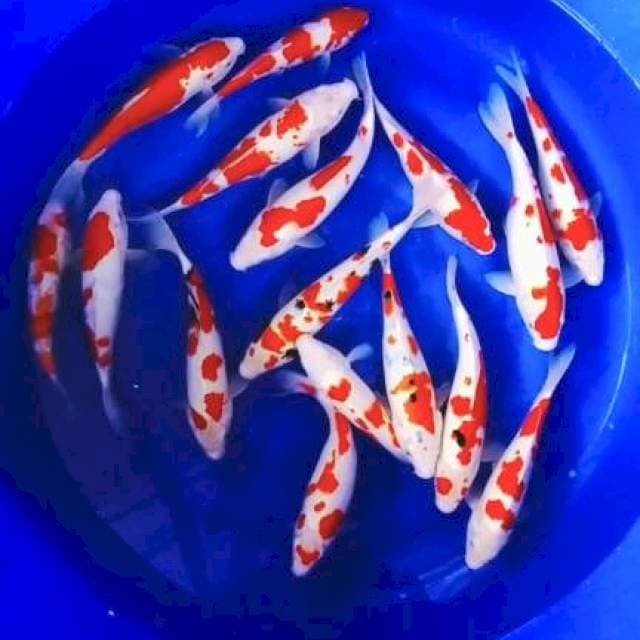 Kohaku sanke 26-31cm 16ekor