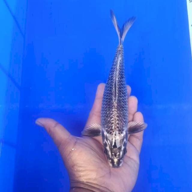Mukasi 25cm