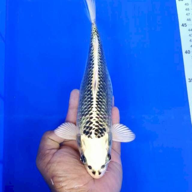 Gin matsuba 28cm