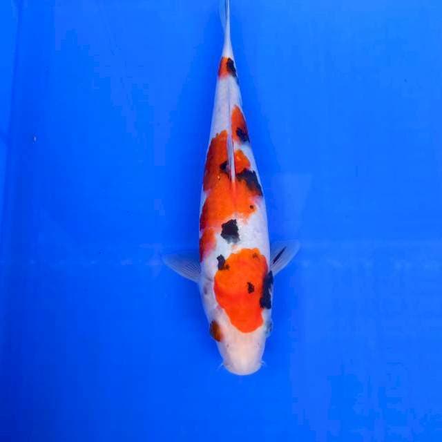 Sanke 26cm