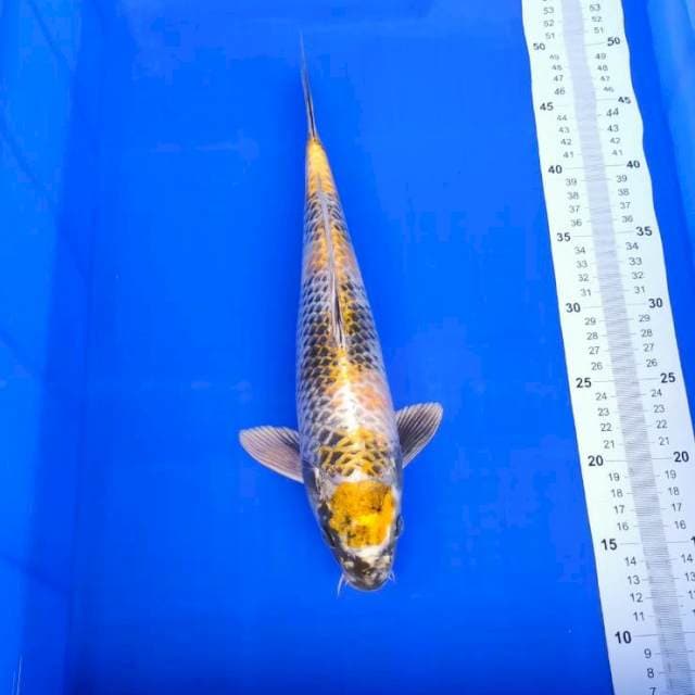 Maruten Kin Showa 36cm