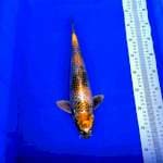 Maruten Kin Showa 36cm
