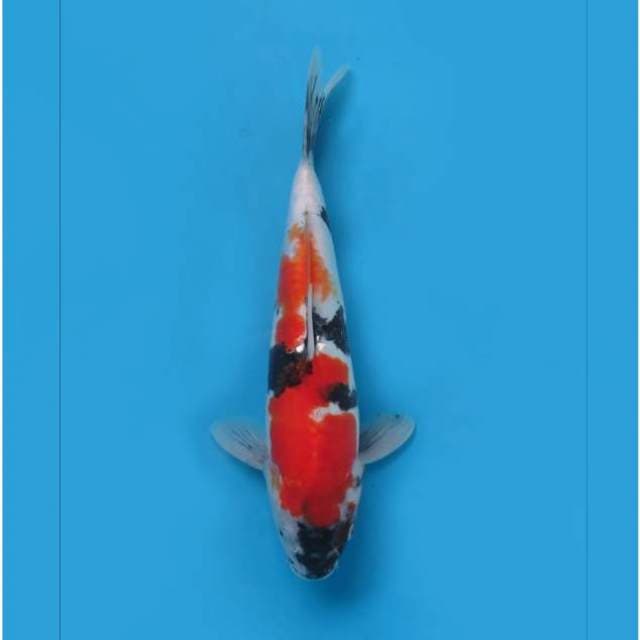 F1 RED SHOWA DOITSU - TOSAI 