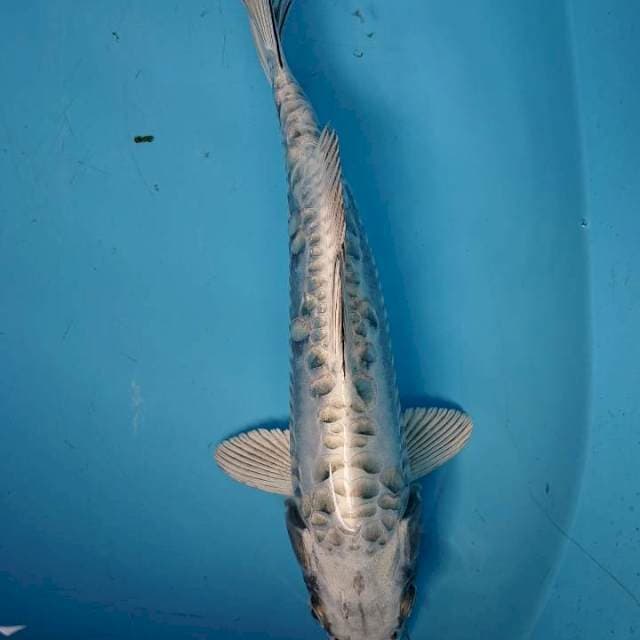 MUKASHI ARAGOKE 34 cm