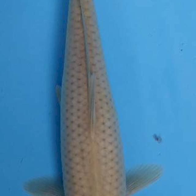 25 cm