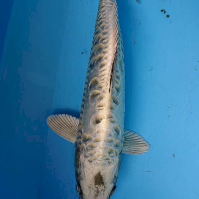MUKASHI ARAGOKE 34 cm