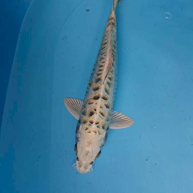 MUKASHI ARAGOKE 33 cm
