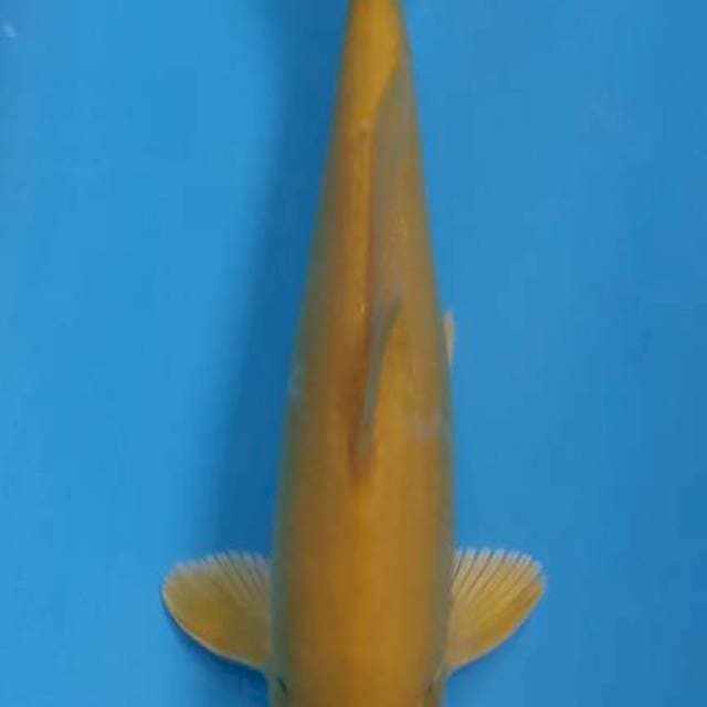 Ogon Male 25 cm