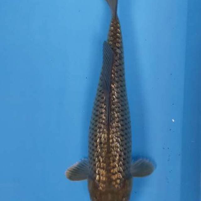 Migin 23 cm