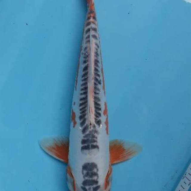 Shusui 31 cm