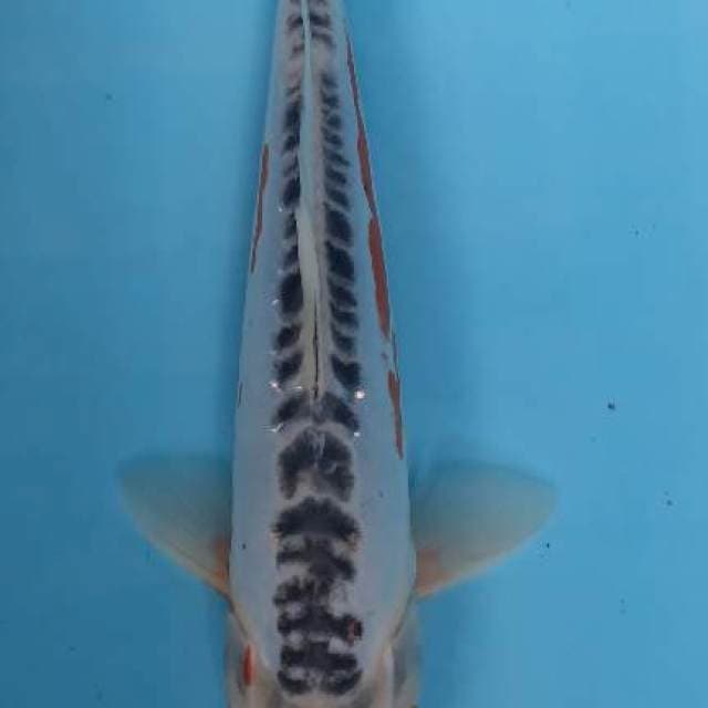 Shusui 28 cm