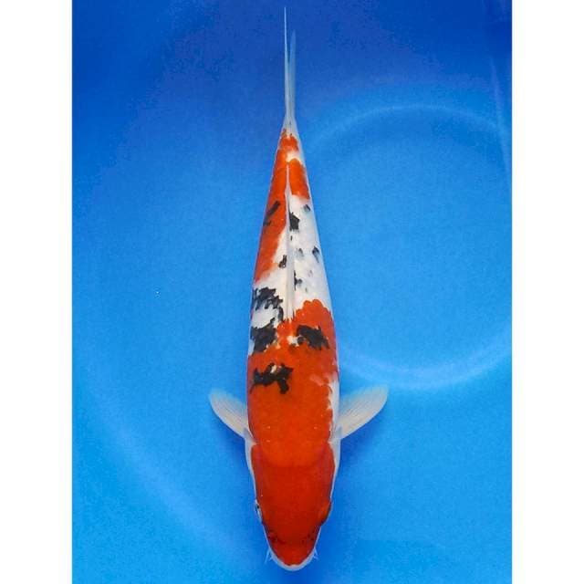 Sanke 32cm