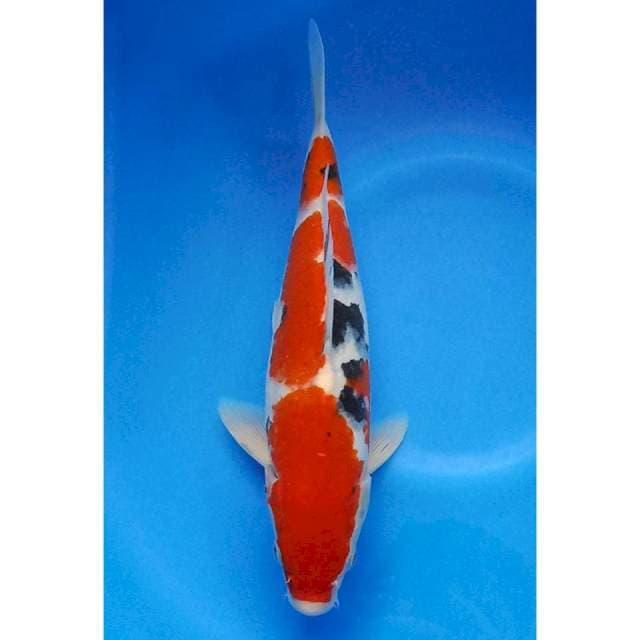 Sanke 30cm