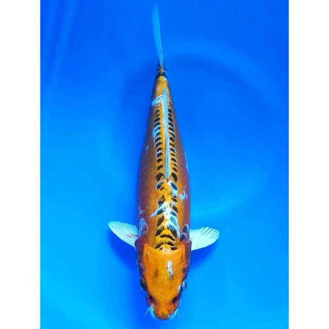 Kikokuryu 30cm