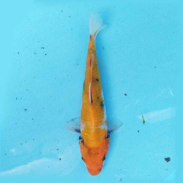 Ki Showa 18 cm