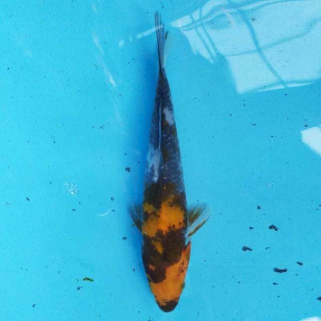 Showa 17 cm