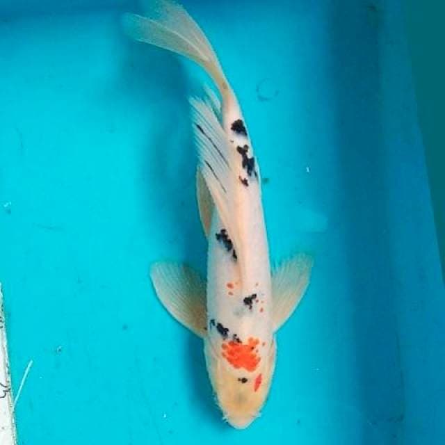 Kumpay Kanoko 31cm
