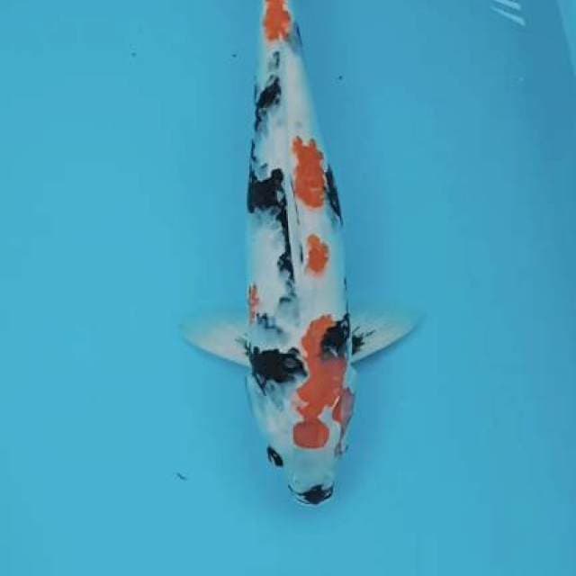 Showa 45cm