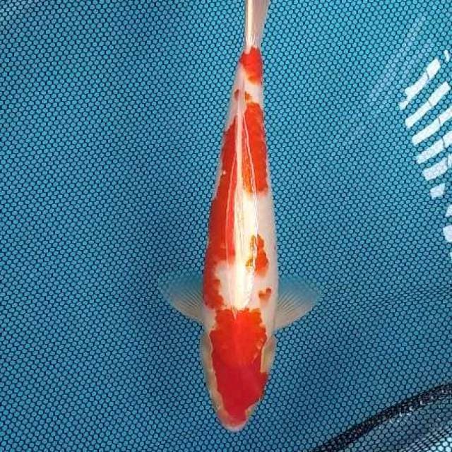 42cm Kohaku Red Strong Jantan