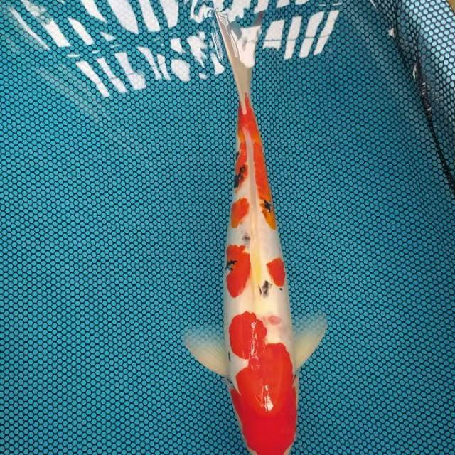 43cm Sanke Doitsu Male
