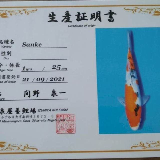 Sanke Import Izumiya 25cm