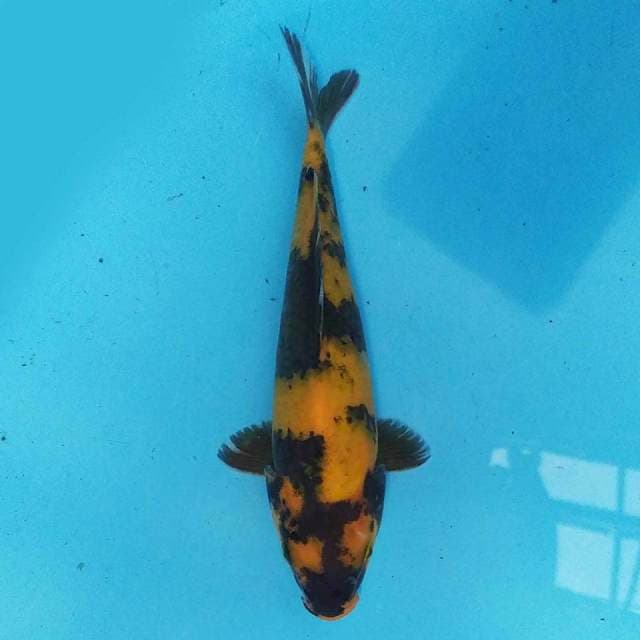 Hi utsuri 20cm