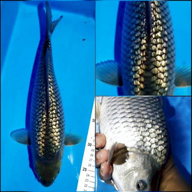 Black diamond bulky munuk 34 cm