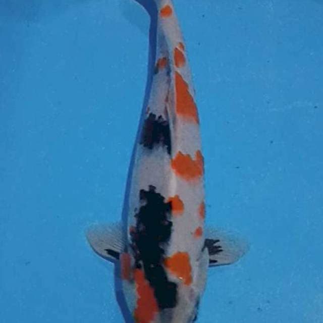 Showa Jantan 29 cm