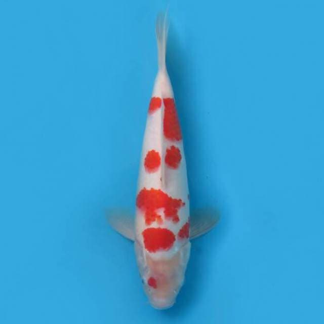 Kohaku 34 cm