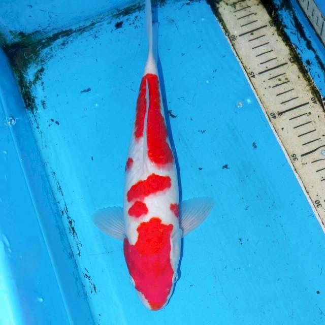 KOHAKU RAPI 32cm