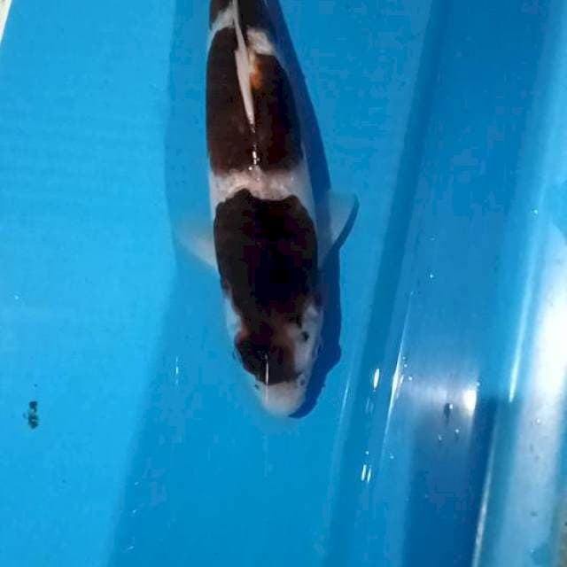 Maruten goromo