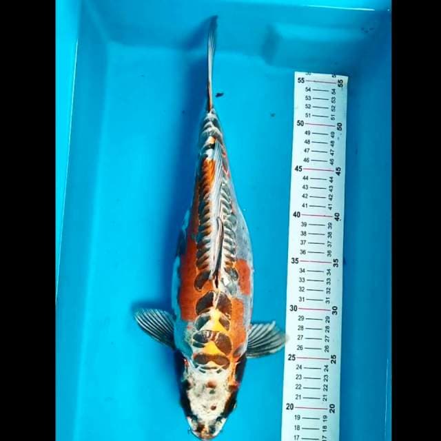 Kikokuryu F 40 cm