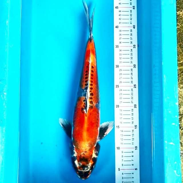 Kikokuryu M 41cm