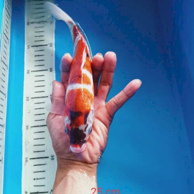 Ai goromo