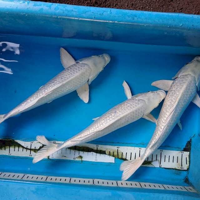 GINRIN PLATINUM 32 cm  ( 3  ekor) 