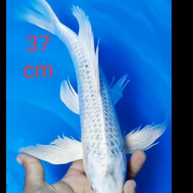 Kumpay matsuba 37 cm