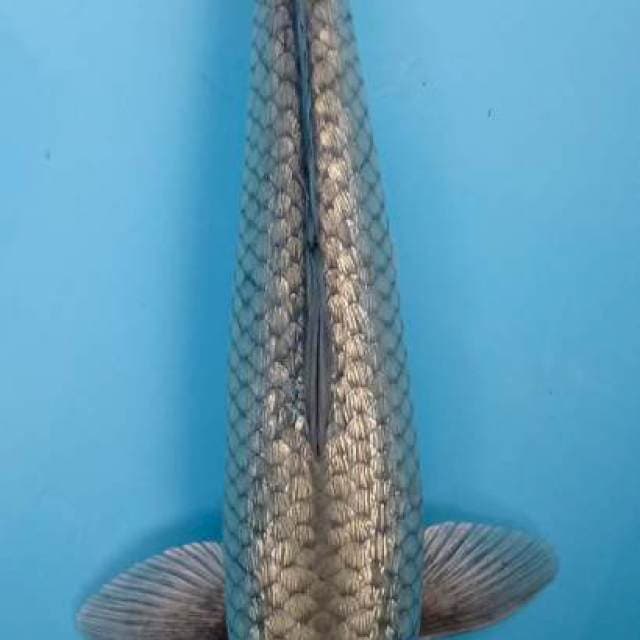 Shoragoi gindrin35CM