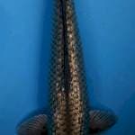 Shoragoi gindrin35CM