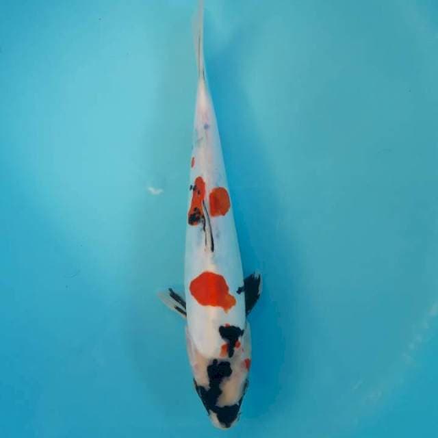 Doitsu Showa 31cm