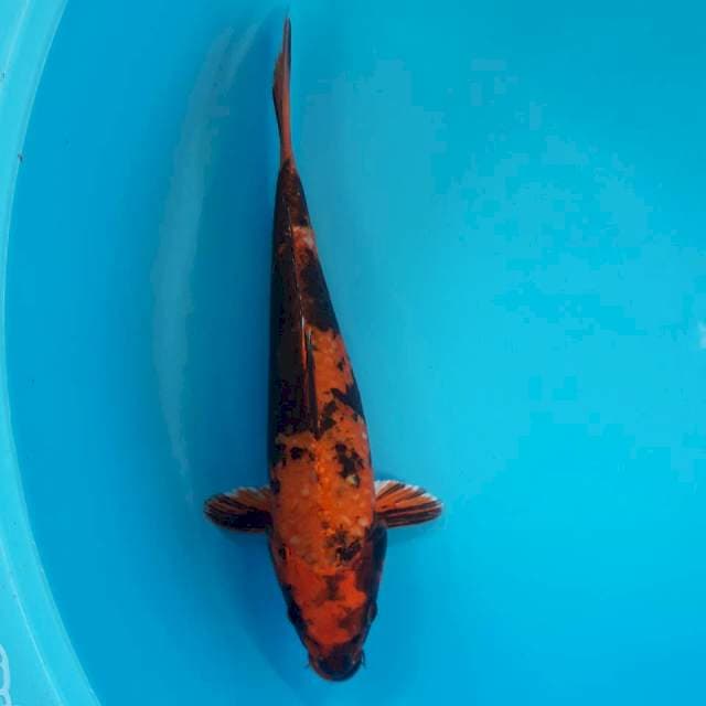 Kin Hi Utsuri 29cm