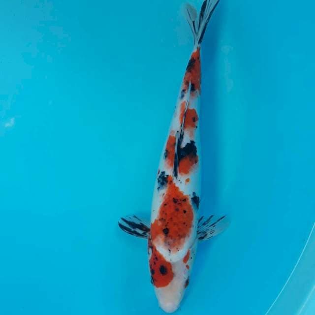 Sanke 32cm